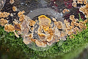 yellow small mushrooms on a gray tree stump in green moss