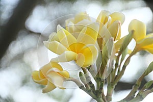 yellow small plumeria flower, frangipani, semboja