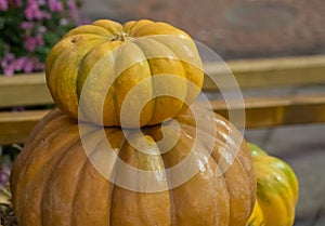Yellow small pumpkin on big close-up background autumn vegetables seasonal texture