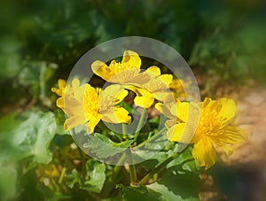 Yellow small Ranunculus flowers in the morning. Also known as known as buttercups, spearworts and water crowfoots. photo