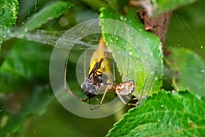 Yellow small spider eats a fly