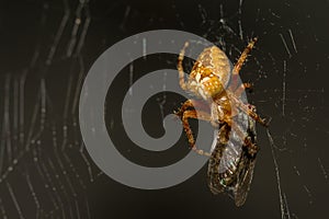 Yellow small spider eats a fly