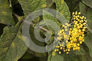 Yellow small tiny flowers background