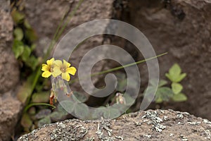 Yellow small tiny flowers background