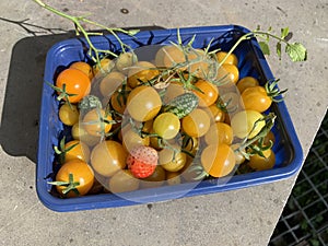 Yellow small tomatoes and cucamelon freshly picked in blue plastic punnet