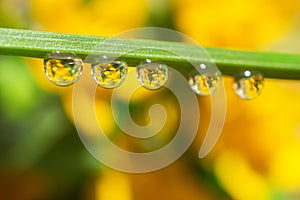 Yellow small wildflowers are reflected in drops of water on a green blade of grass.