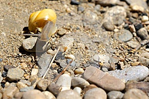 Yellow snail climbing over rocks on a river bank