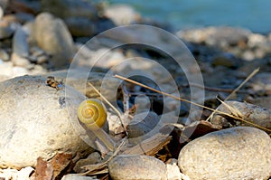 Yellow snail climbing over rocks on a river bank