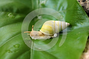 The Yellow Snail with eggs on the green Leaves.