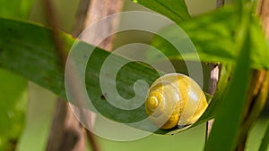 Yellow snail on a leaf