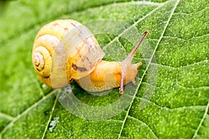 Yellow snail on leaf