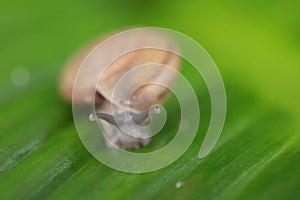 The yellow snail with long eyes creeps on a grass