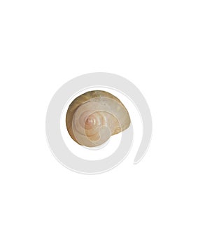 A yellow snail shell on a white background