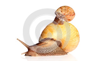 Yellow Snails crawling