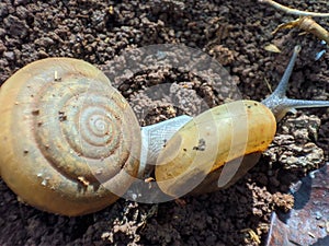 Yellow snails on the ground