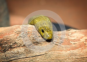 Yellow snake photo