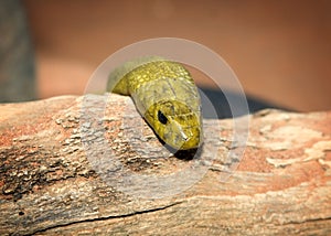 Yellow snake