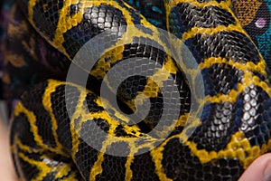 Yellow snake anaconda