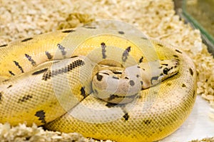 Yellow snake with black spots