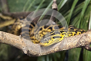 Yellow snake on a branch