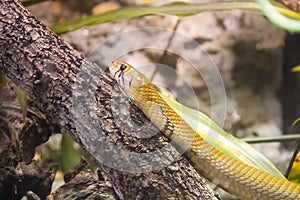 Yellow snake on the branch