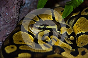 Yellow snake in captivity