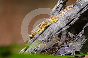 Yellow snake sitting on top of a log