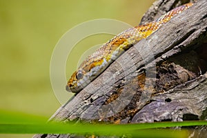 Yellow snake sitting on top of a log