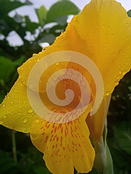 Yellow Snake Skin flower