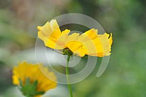 Yellow snake vine flower