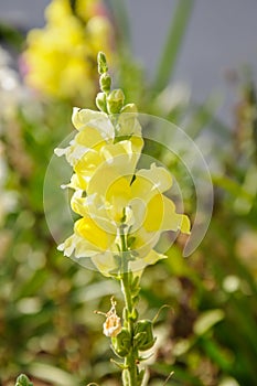 Yellow snapdragon flower Antirrhinum majus in spring blooming