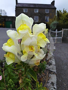 Yellow snapdragon flowers in front of a house