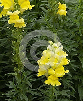 Yellow Snapdragons