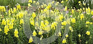 Yellow Snapdragons