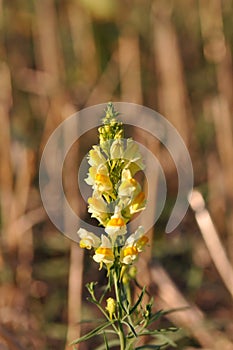 Wild snapdragon