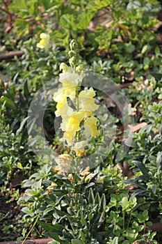 Yellow Snapdragons Flowers