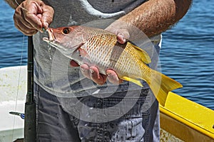 Yellow Snapper Held by Angler