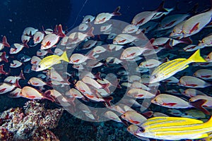 Yellow Snapper Lutjanidae while diving maldives