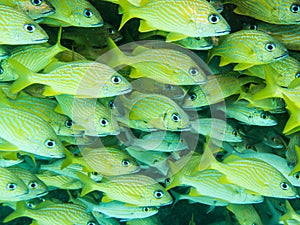 Yellow snappers in the Caribbean Sea