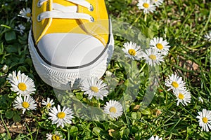 Yellow sneaker in dasiy field