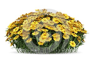 Yellow sneezeweed flowers isolated on white photo