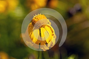 Yellow sneezeweed, Helenium amarum