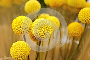 Yellow Sneezewort flowerheads