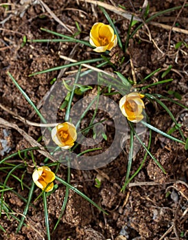 Yellow snowdrop flower on nature in spring