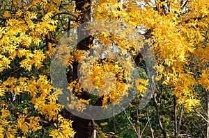 Yellow soapberry in fall