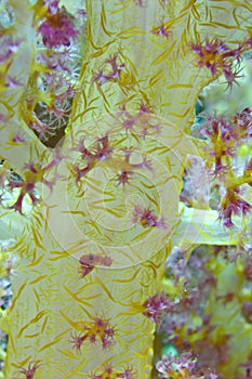 Yellow Soft coral