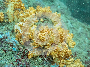 Yellow soft corals in myanmar divesite