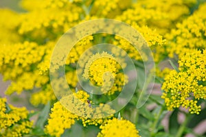 Yellow Solidago virgaurea flower