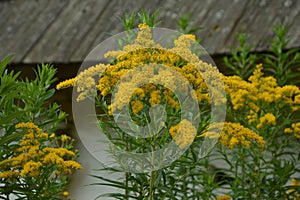 Yellow Solidago virgaurea flower in summer garden blooming