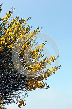 Yellow Spanish Broom, Spartium junceum